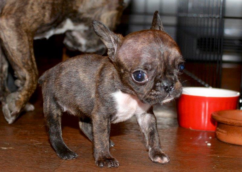 Micro Mini Royal Frenchel Pups to 