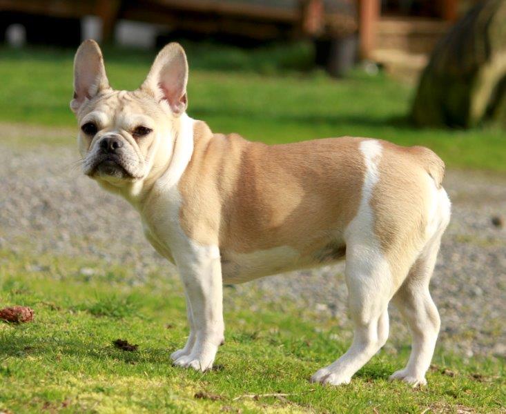 Micro Mini Pups To Adults - Royal Frenchel