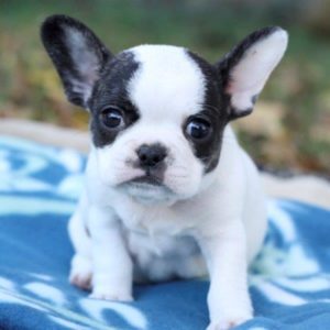 micro mini royal frenchel bulldog