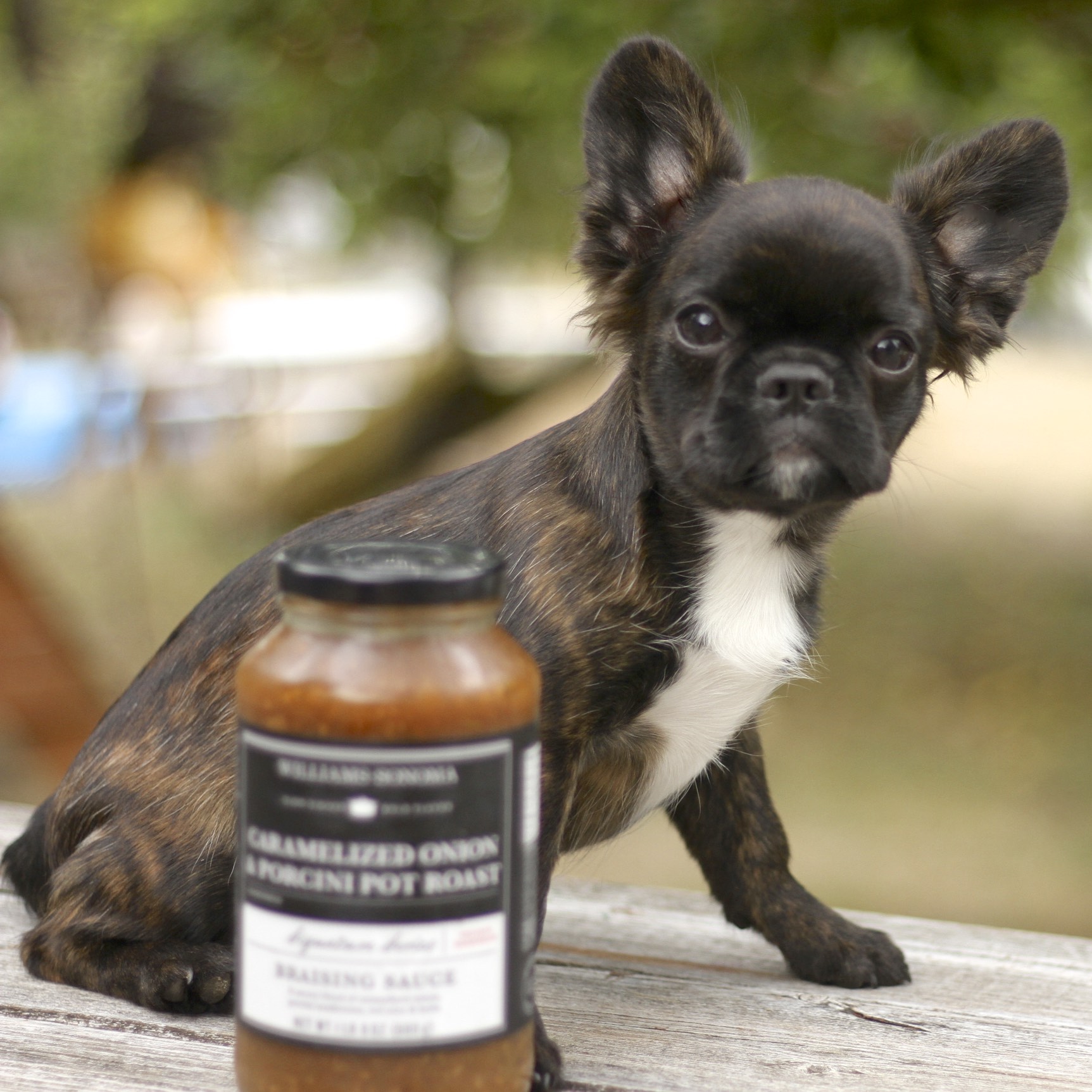 french bulldog and cavalier king charles mix