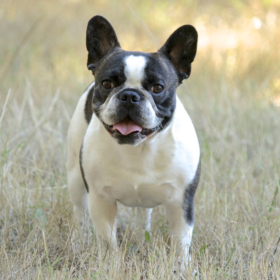 16 Common French Bulldog Health Problems [What to Expect]