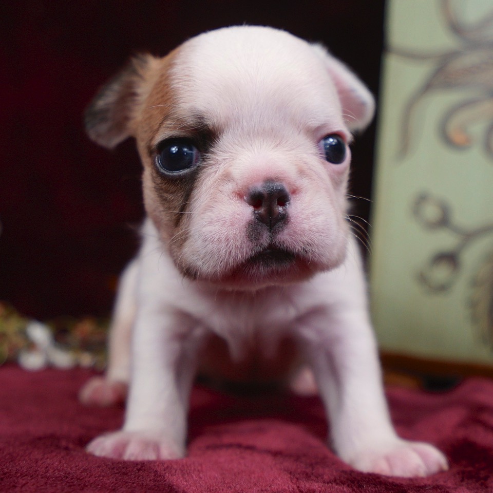 Royal Frenchel | Exclusive, Unique Puppies | Home